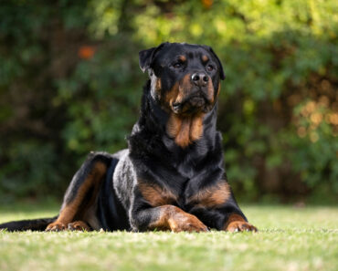 Top 10 Male Rottweiler Names