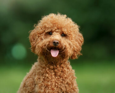 10 Best Poodle Dog Names