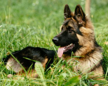 Why German Shepherds Are the Ideal Family and Working Dog?