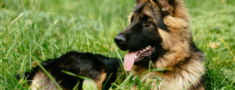 Why German Shepherds Are the Ideal Family and Working Dog?