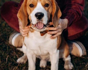 The Beagle: A Loyal and Curious Companion