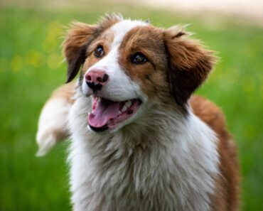 The Australian Shepherd: A Comprehensive Guide The Best in 2024