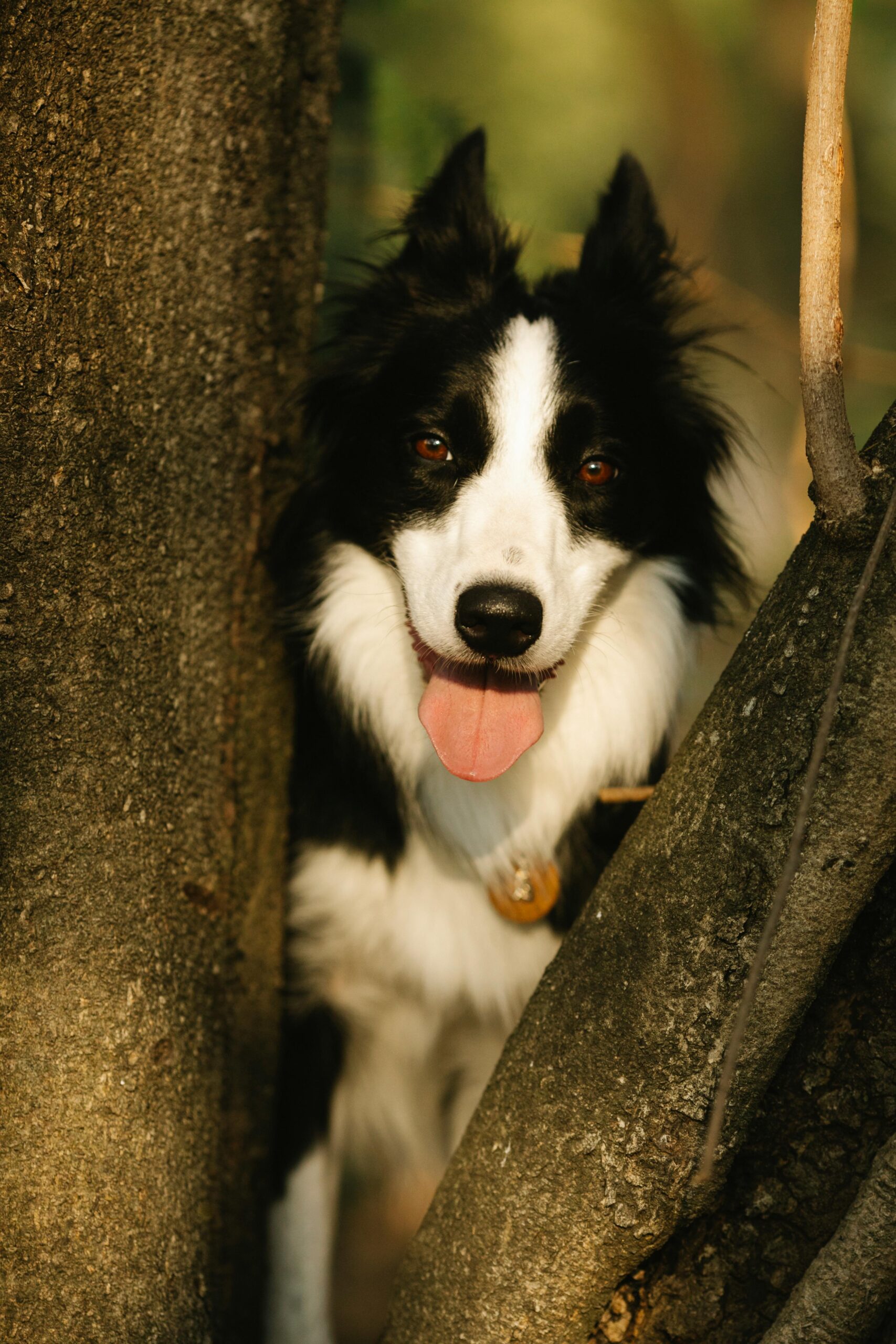 Border collie