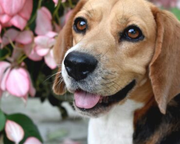 This article has given a full guide on what Beagles need for exercise in 2024.