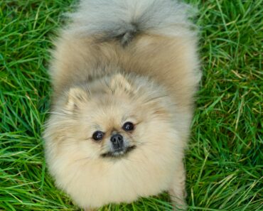 Pomeranian: The Little Dog with a Big Personality