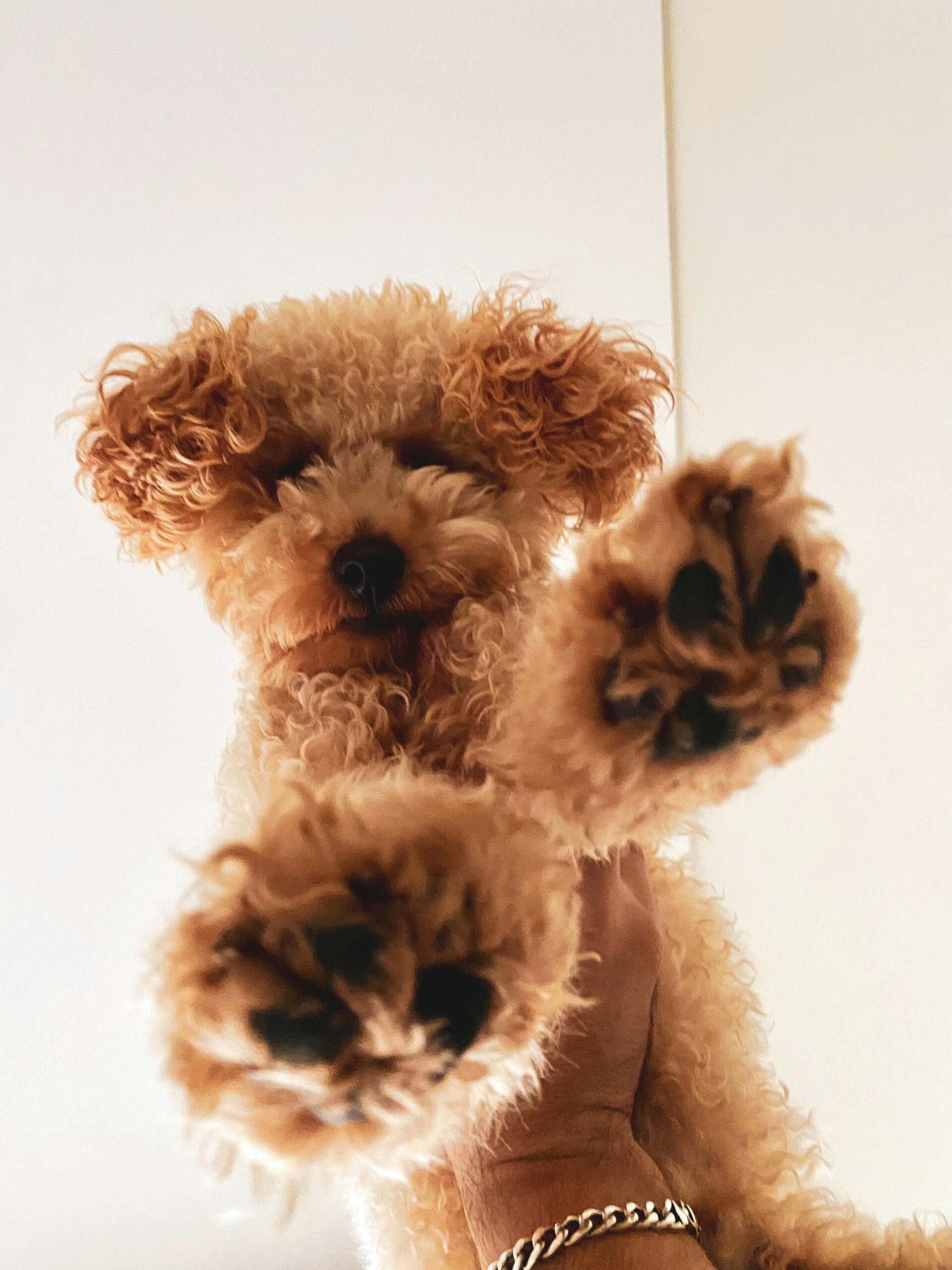 The breed's early history saw the Standard Poodle being the primary size, used by hunters for its exceptional swimming ability and intelligence. Over time, the breed was refined in France, where it became a favorite among nobility. The Miniature and Toy Poodle varieties were developed later, primarily for companionship, particularly for those who admired the Standard Poodle but desired a smaller version.