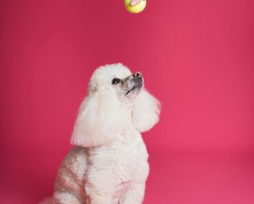 Poodles: A Smart and Stylish Breed – Care, Training, and More