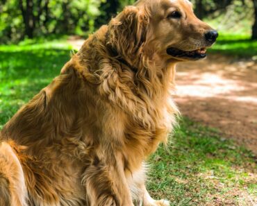 Top 5 Health Issues in Golden Retrievers and How to Prevent Them