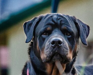 What to Expect from Rottweilers in 2024: Temperament and Behavior