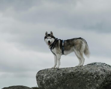 The Siberian Husky: A Complete Guide to the Arctic Adventurer .