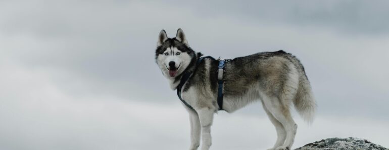 The Siberian Husky: A Complete Guide to the Arctic Adventurer .