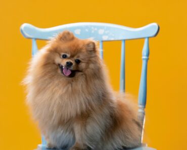 10 Essential Facts About Pomeranians: A Complete Guide