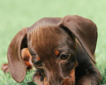 Discover the Best Toys for Dachshunds: Fun & Durable