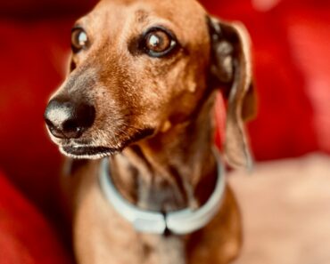 Dachshund Personality: Traits of the Fearless Pup