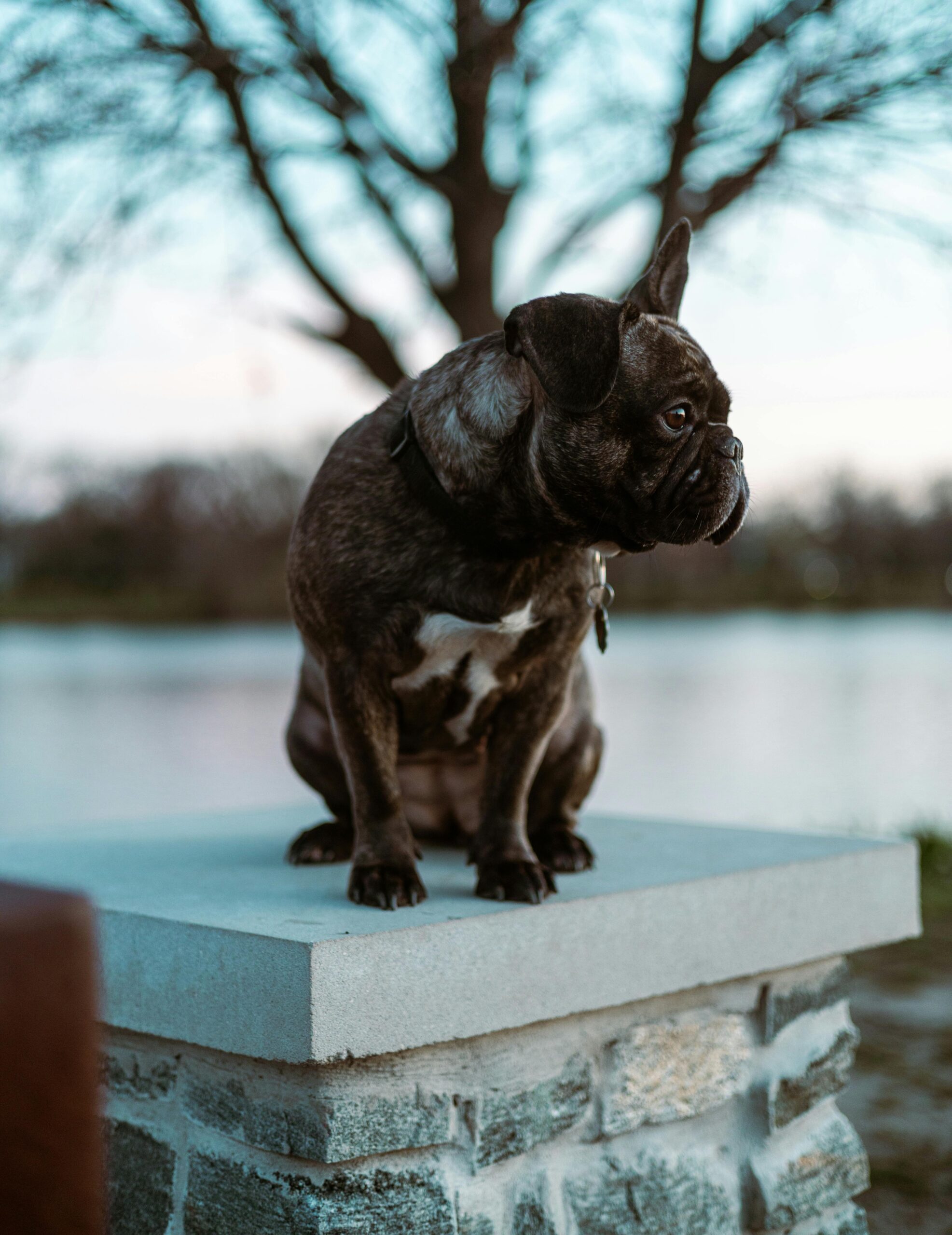 French Bulldogs: A Comprehensive Guide