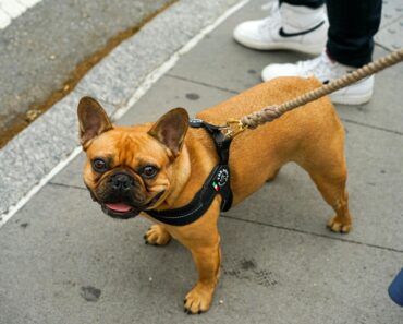 French Bulldogs: A Comprehensive Guide 2024