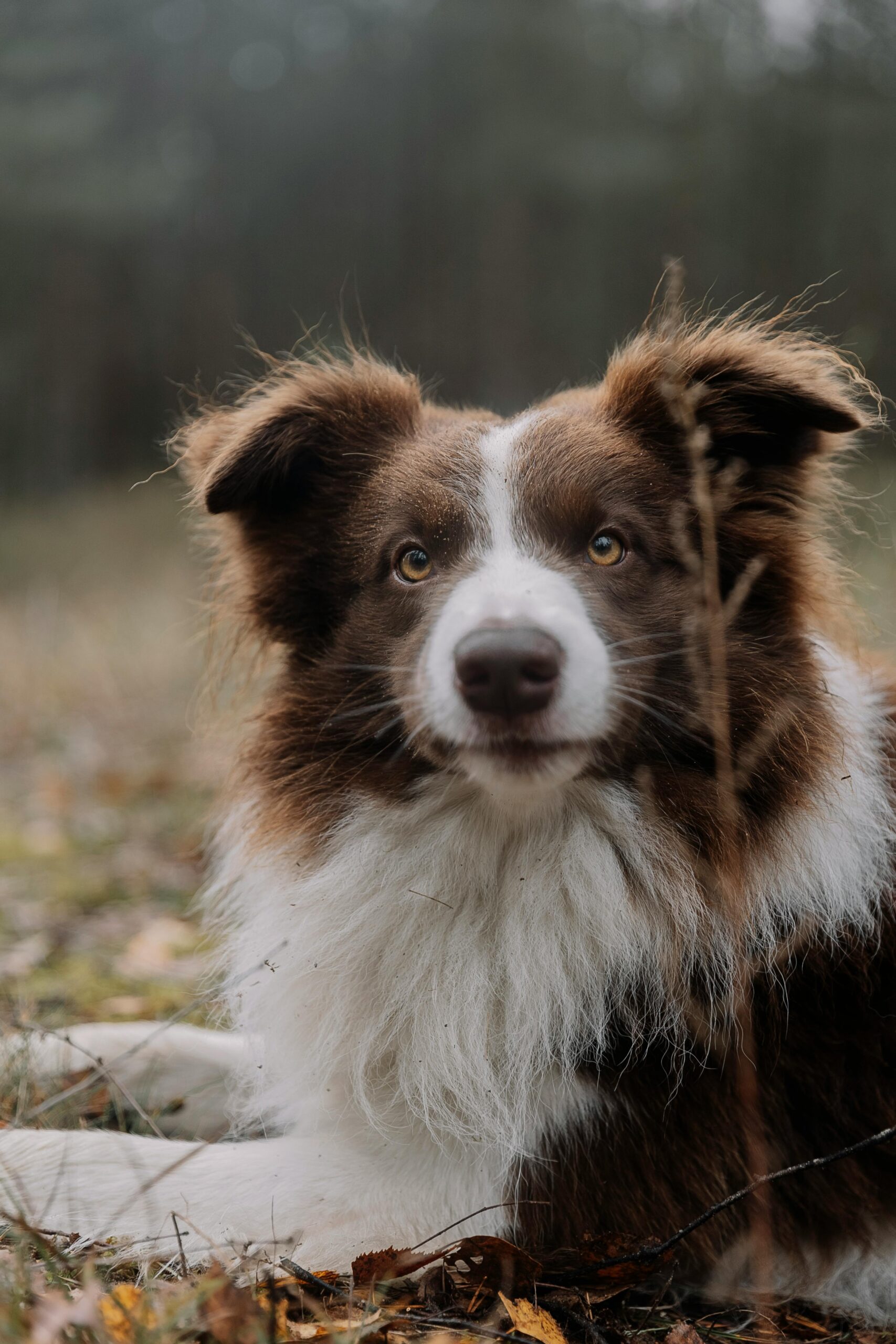 The Border Collie, 