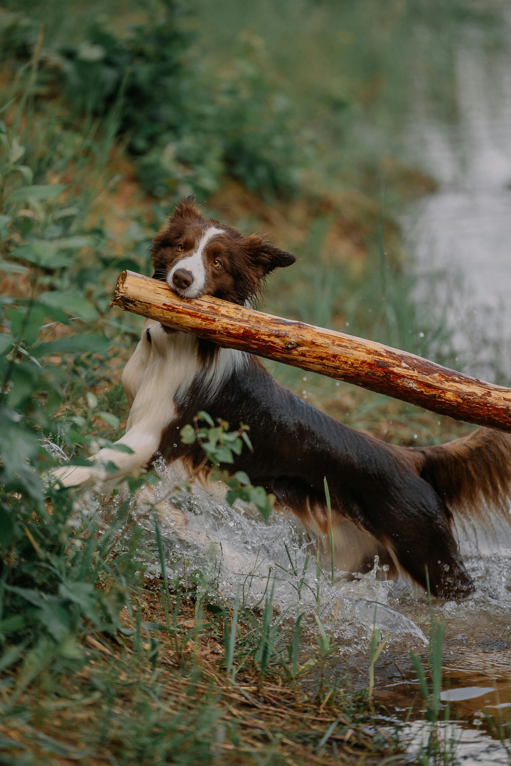 Border collie