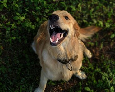 The Ultimate Guide to Golden Retriever Care and Training