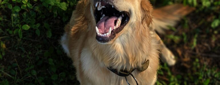 The Ultimate Guide to Golden Retriever Care and Training