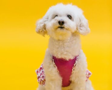 “Understanding the Poodle: A Guide to This Elegant and Intelligent Breed”