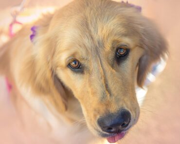 Best Diet and Nutrition for Your Golden Retriever