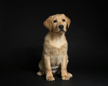 Why Labrador Retrievers Make Excellent Companions for Babies 2024