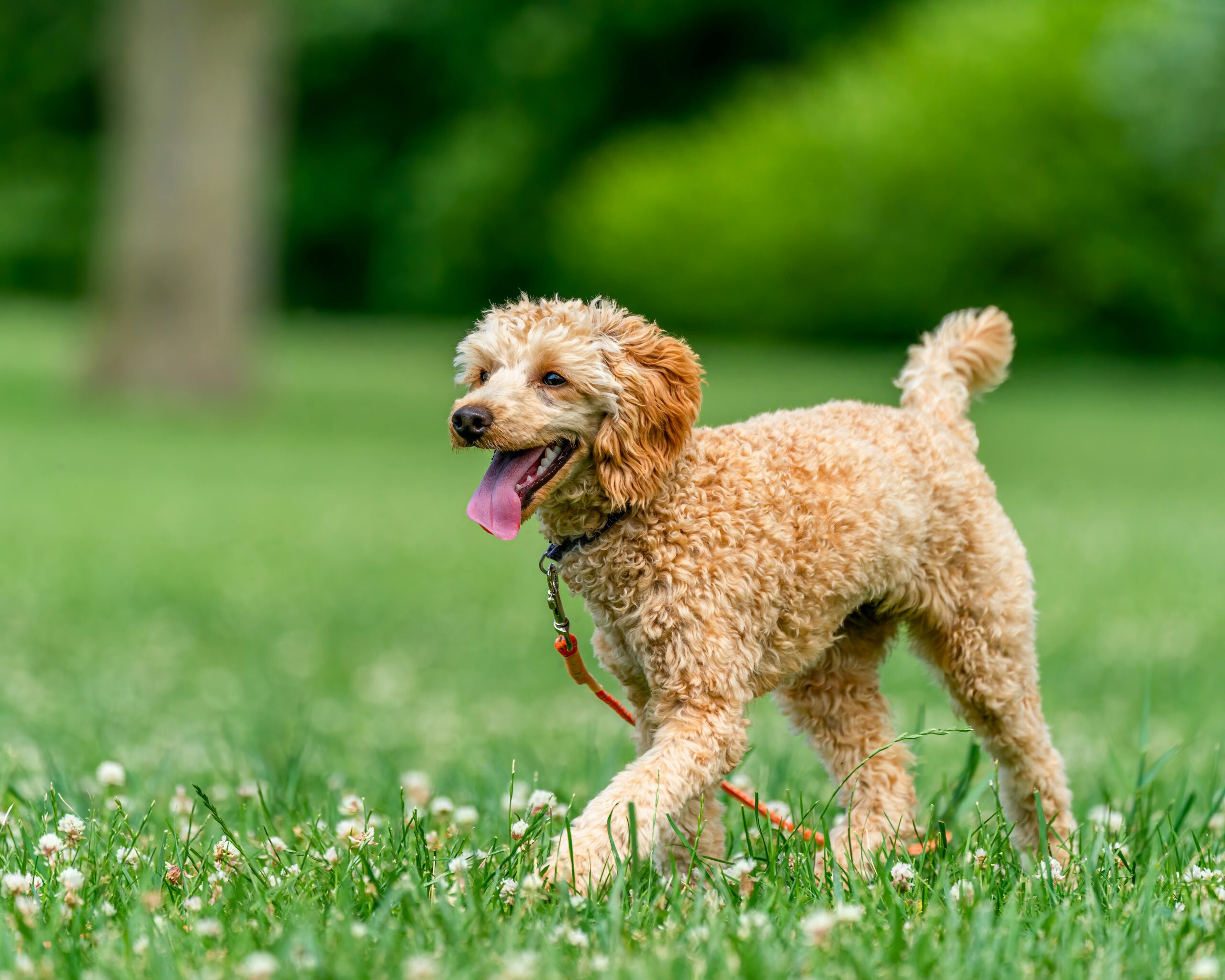 History and Origin of the Poodle