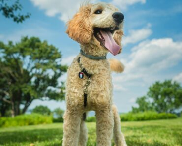 History And Origin of The cute Poodle Dogs