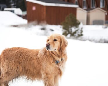 10 Things Every Golden Retriever Owner Should Know