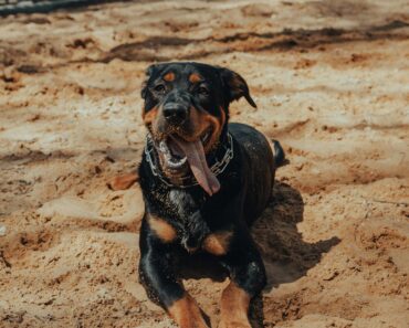 “Rottweiler Care and Training Tips for 2024”