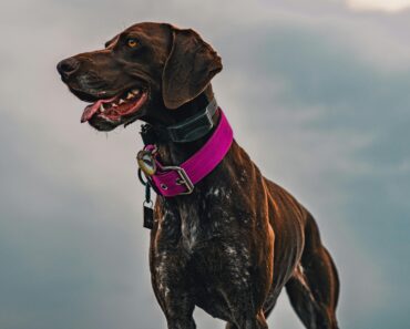 Is the German Shorthaired Pointer Right for Your Family in 2024?